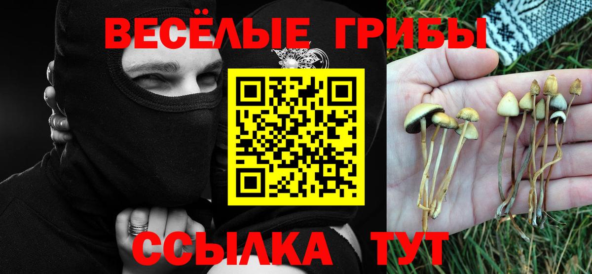 Лениногорск  Псилоцибиновые грибы Psilocybine cubensis  Вход с VPN  Псилоцибиновые грибы Psilocybine cubensis 